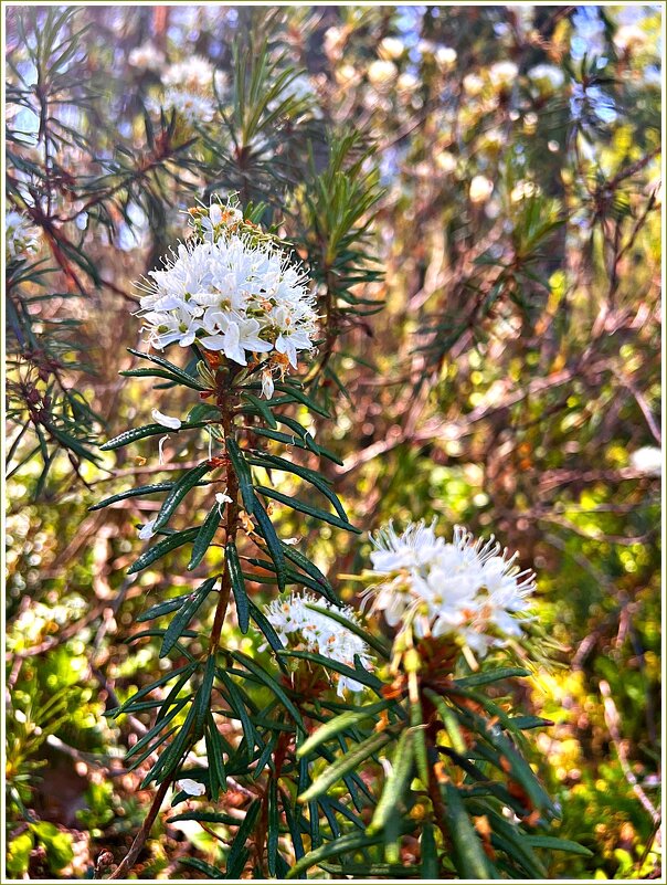 Лесной багульник. - Валерия Комова