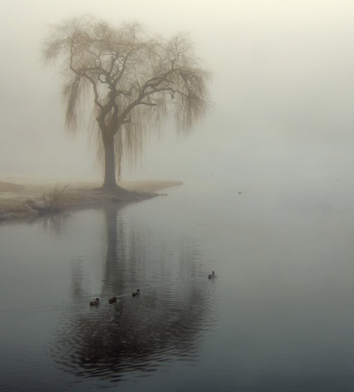 Ивушка - Андроник Александр 