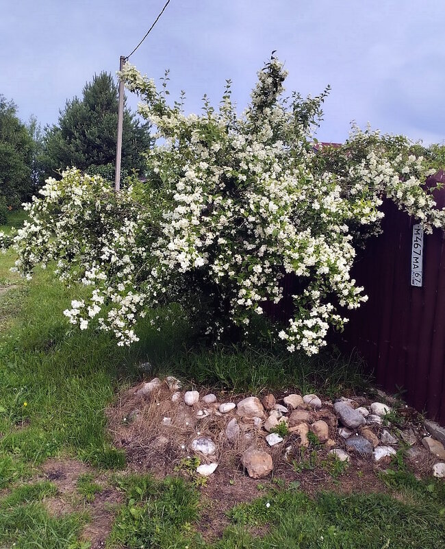 Жасмин в саду. - Ольга Довженко