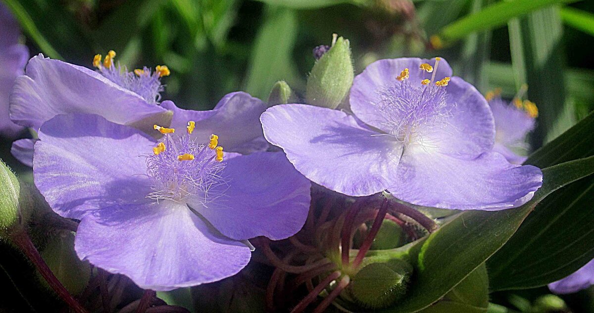 Цветы лета - Елена Семигина