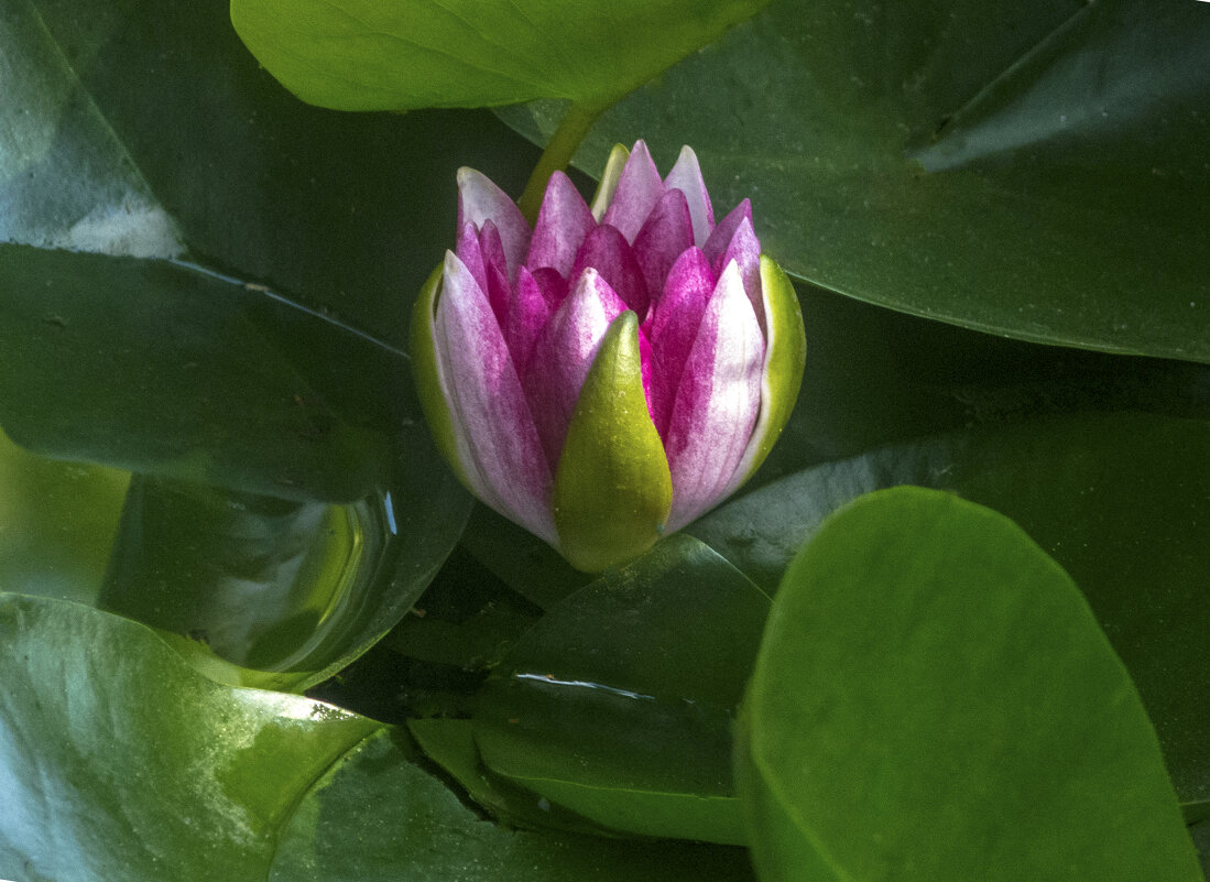 Кувшинка красной лилии - Валентин Семчишин Кувшинка красной лилии - Валентин Семчишин