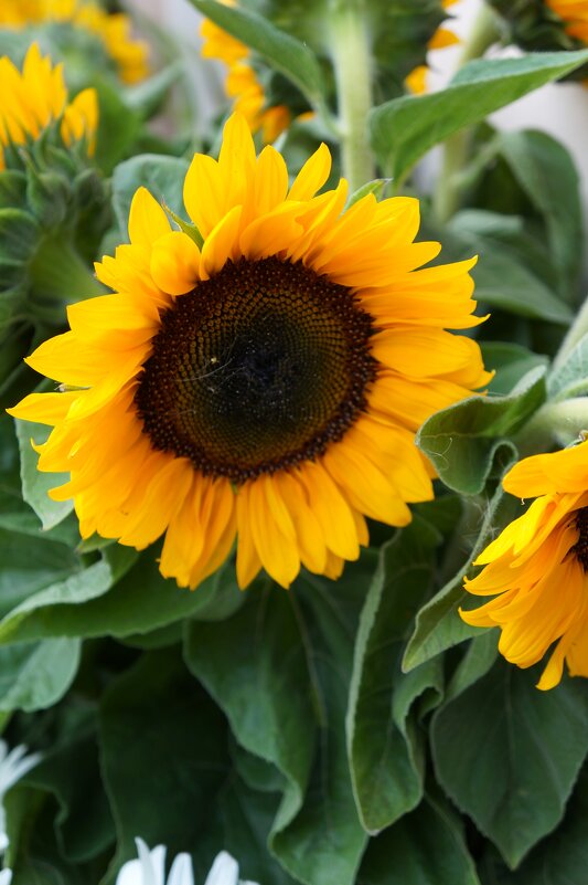 1 июля..... - Алёна Савина 1 июля..... - Алёна Савина