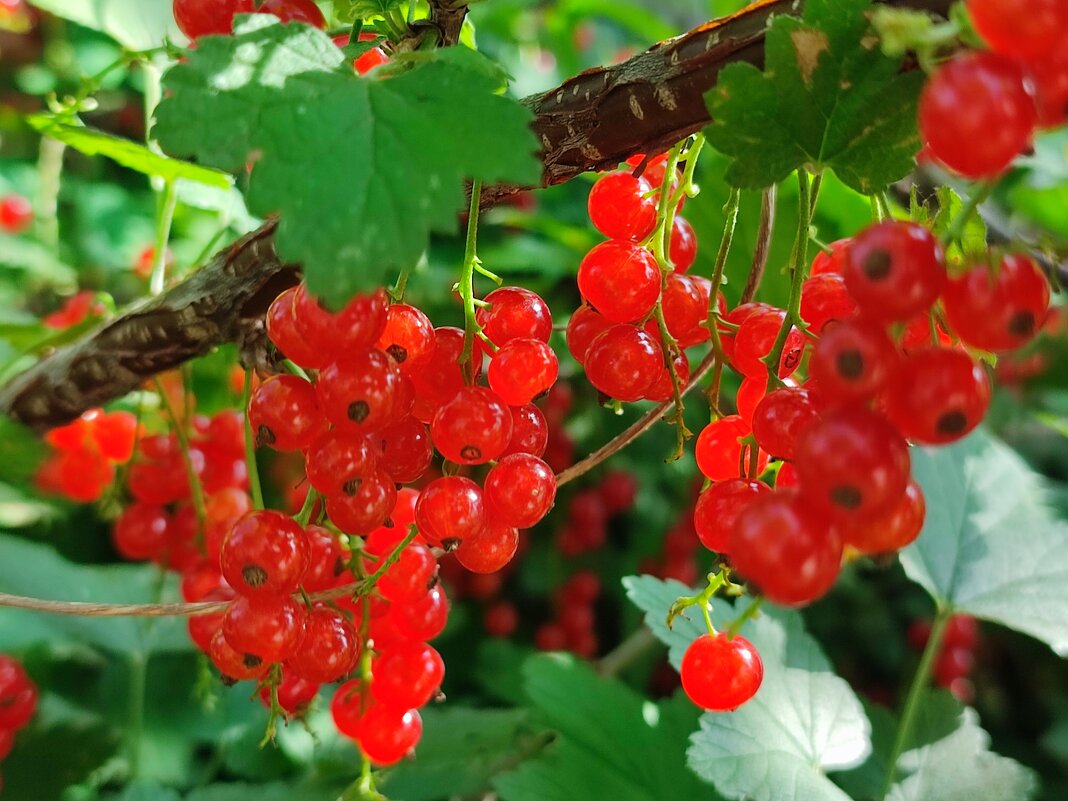 Красная смородина - Валентина Богатко 