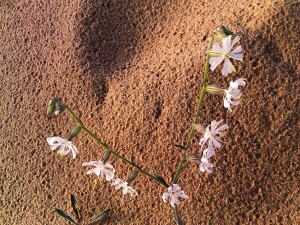 Каким то чудом выросли - Натали 