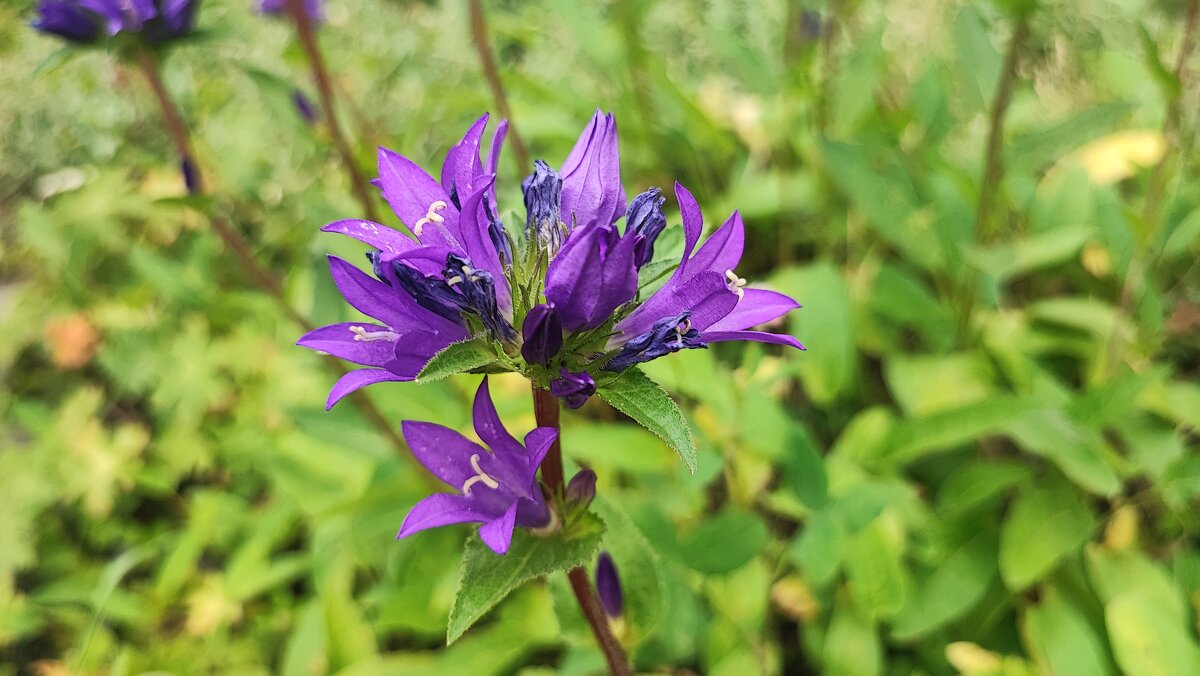 ,,, - Сергей Тимоновский