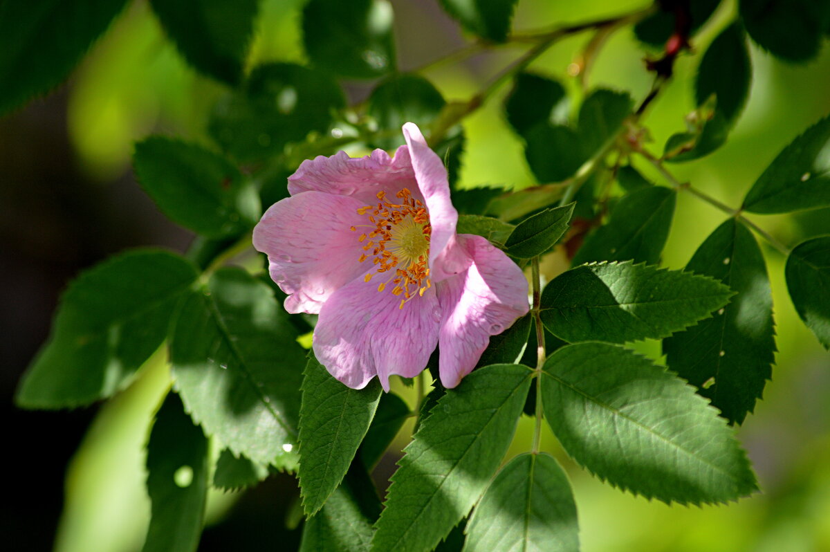 Шиповник - Татьяна Лютаева Шиповник - Татьяна Лютаева