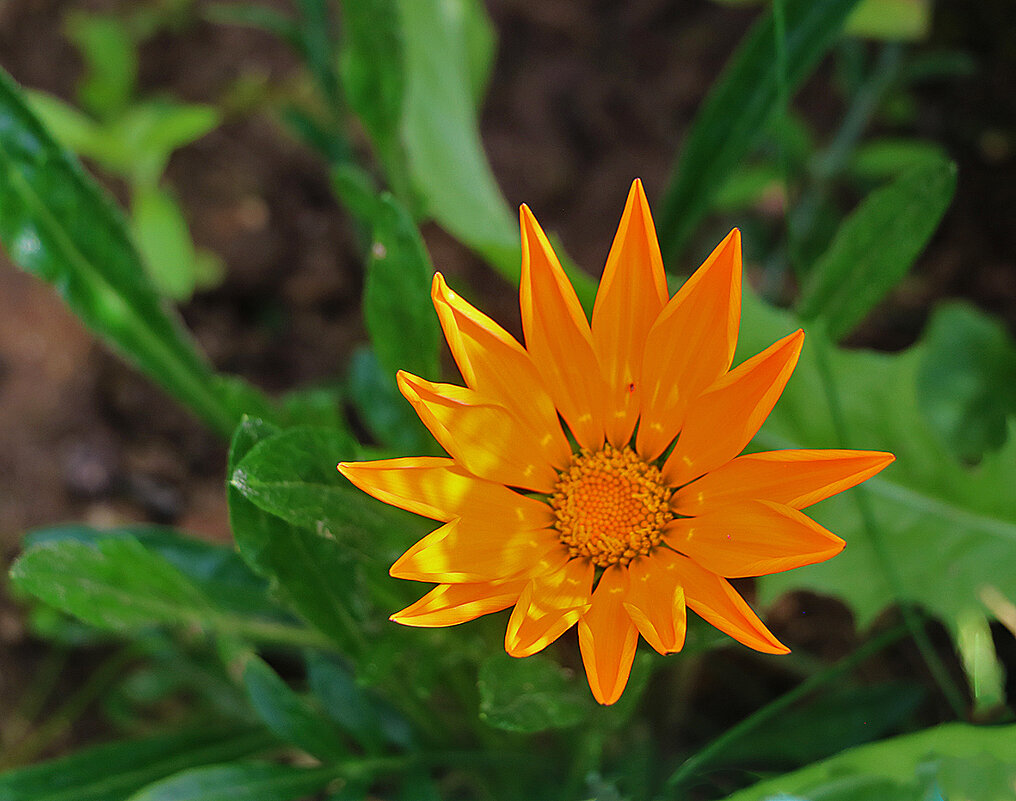 Гацания оранж - Светлана 