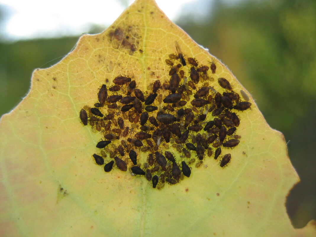 Тли - Anna Ivanova