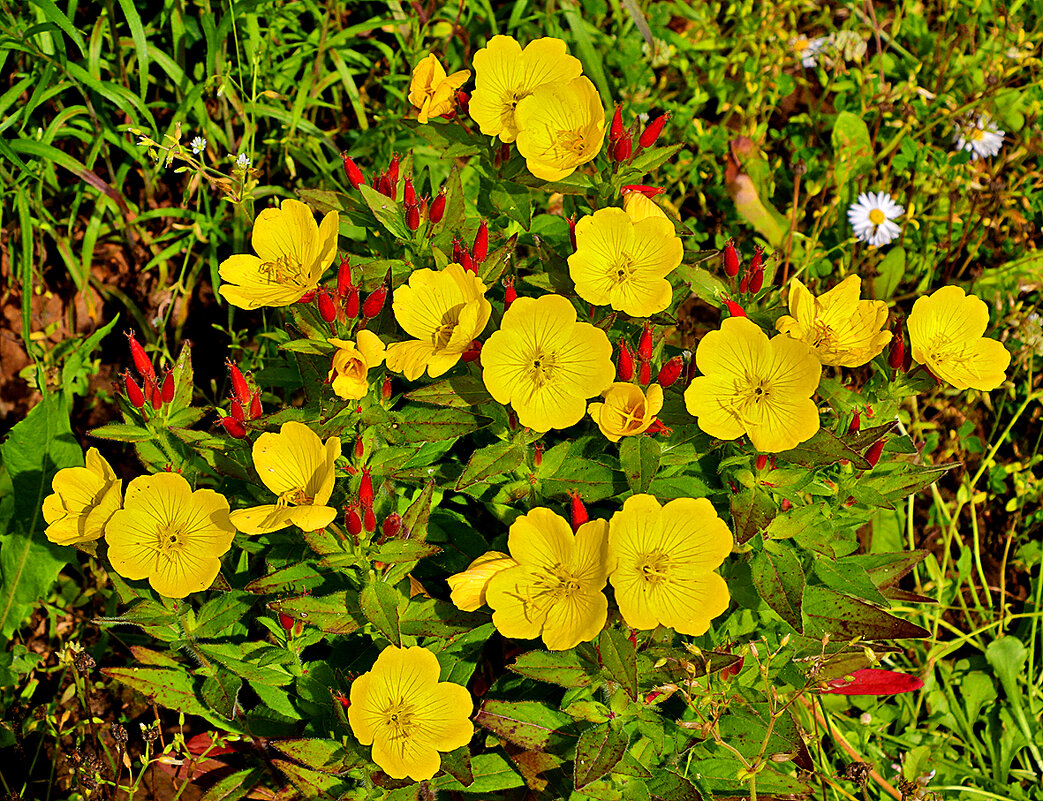 Цветочная полянка (Энотера) - Светлана 