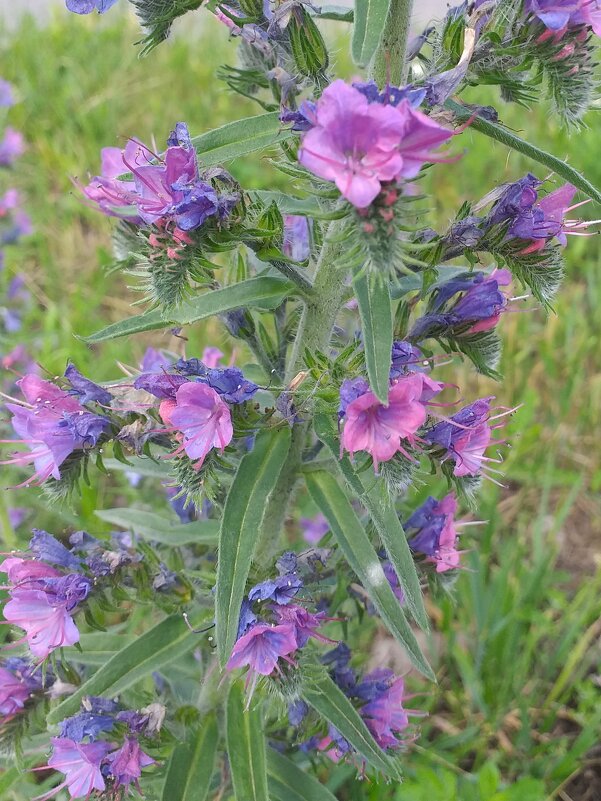 красавец сорняк - Галина Флора красавец сорняк - Галина Флора