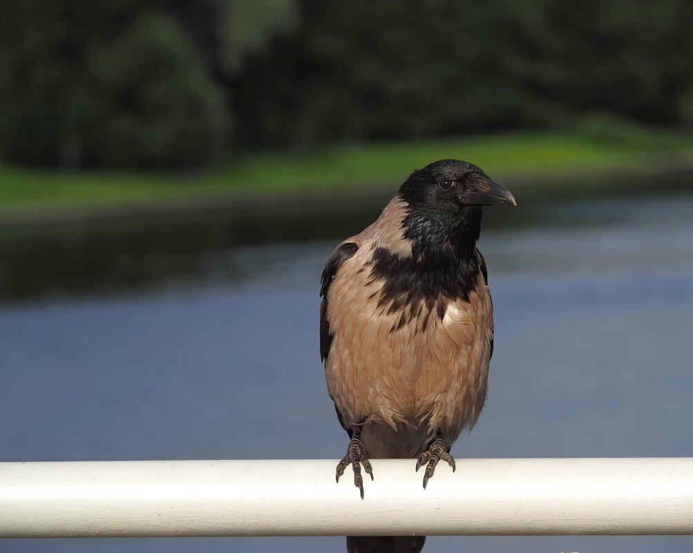Что вы там про сыр говорили? - Магомед .
