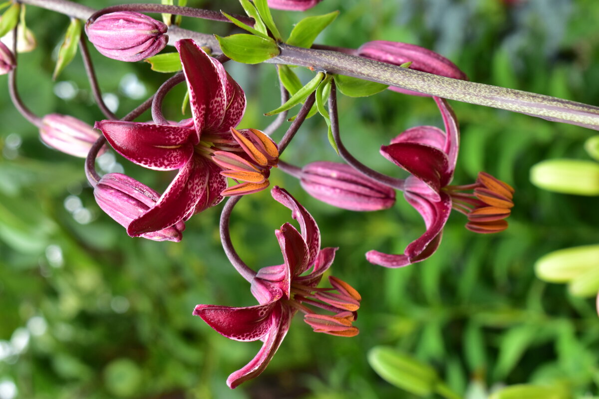 мартагон Урания - Vera_85916050 Lario