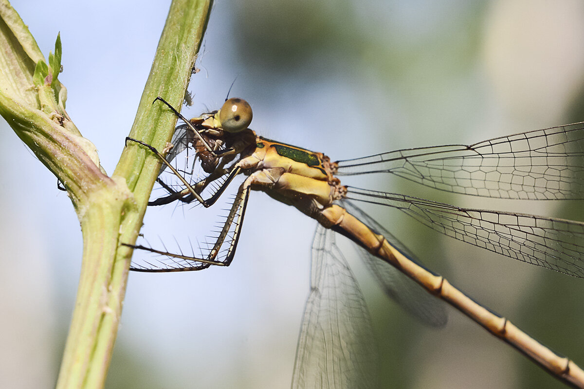 Завтрак  на  траве - Геннадий Супрун