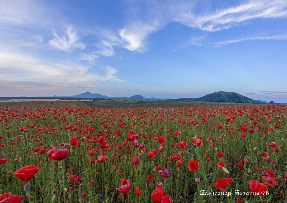маки Ставрополья - Александр Богатырёв маки Ставрополья - Александр Богатырёв