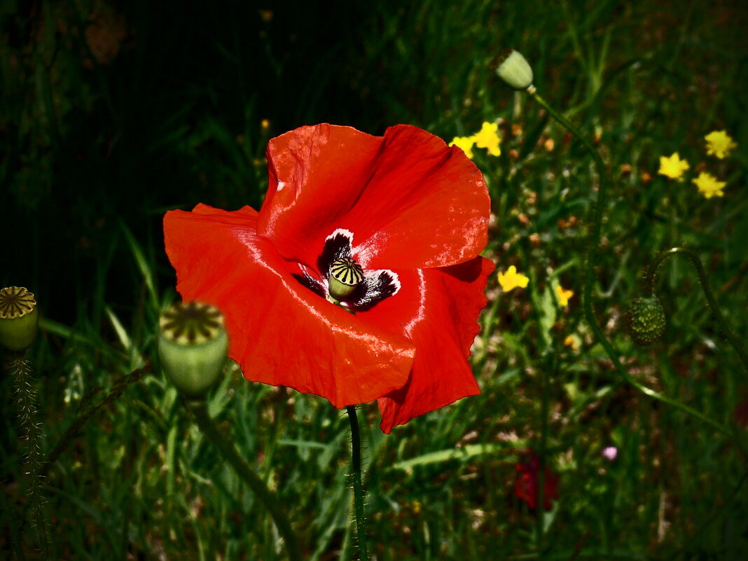 Летние этюды 48 - Алексей Кузнецов