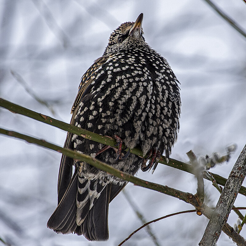Февральский скворец. - Александр 