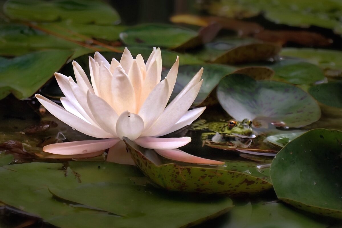 Жду тебя, мой принц. - Татьяна Бравая Жду тебя, мой принц. - Татьяна Бравая