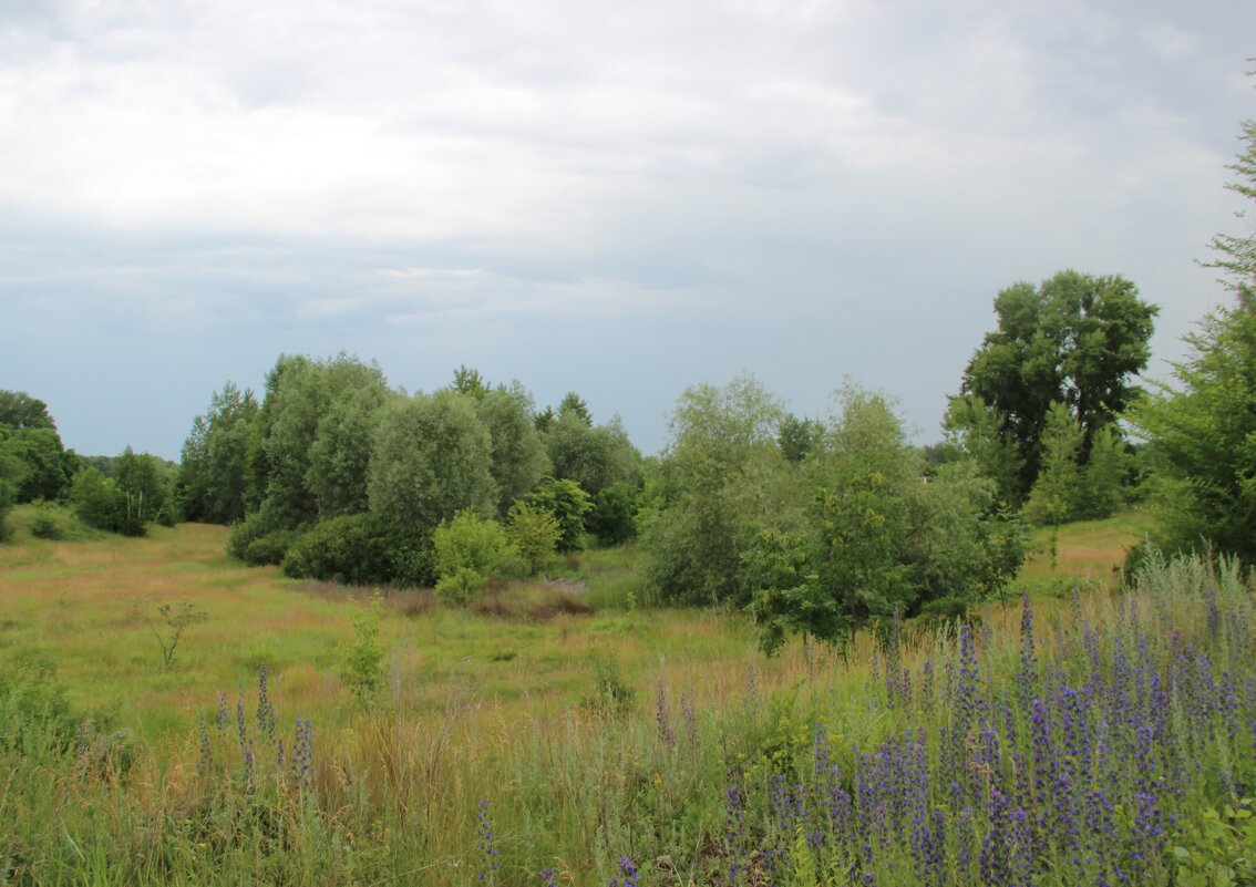 Лето. - Венера Чуйкова Лето. - Венера Чуйкова