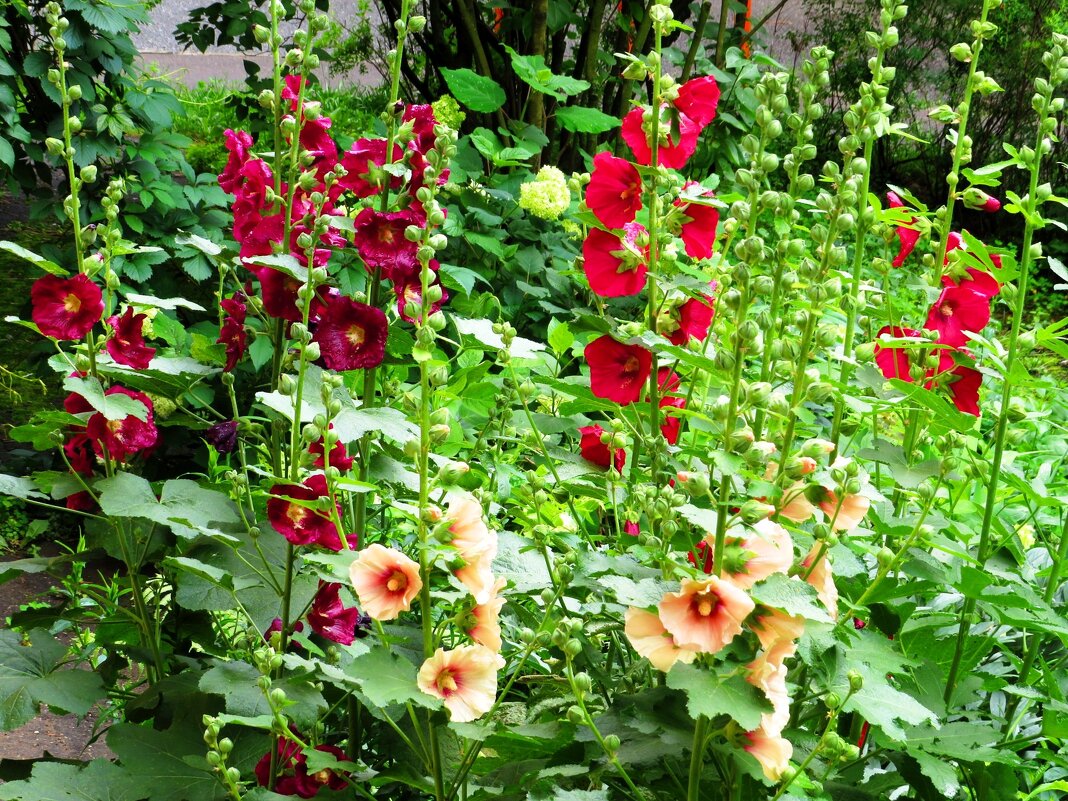 Разноцветная мальва - Андрей Снегерёв