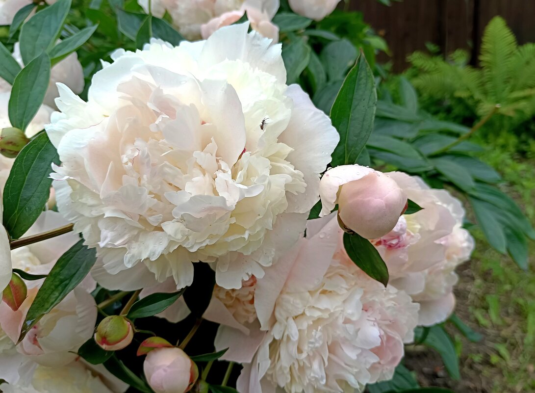 Нежные - Мария Васильева