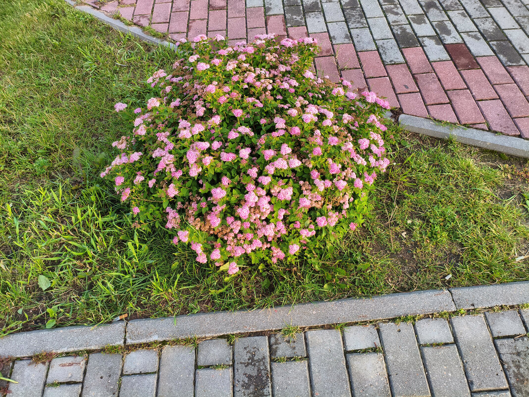 Спирея японская Литтл Принцесс (Spiraea japonica Little Princess) - Денис Бочкарёв Спирея японская Литтл Принцесс (Spiraea japonica Little Princess) - Денис Бочкарёв
