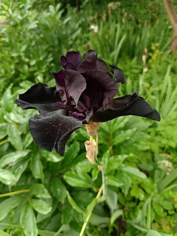 Дачная жизнь - Леонид Иванчук Дачная жизнь - Леонид Иванчук