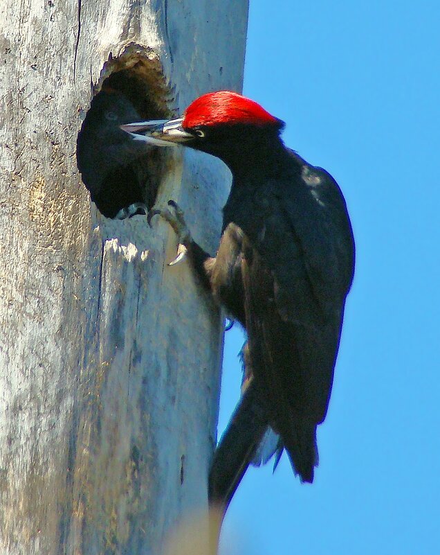 гнездо черного дятла - gawrilа - dan