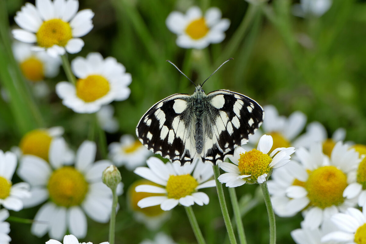 в последний день июня 9 - Александр Прокудин
