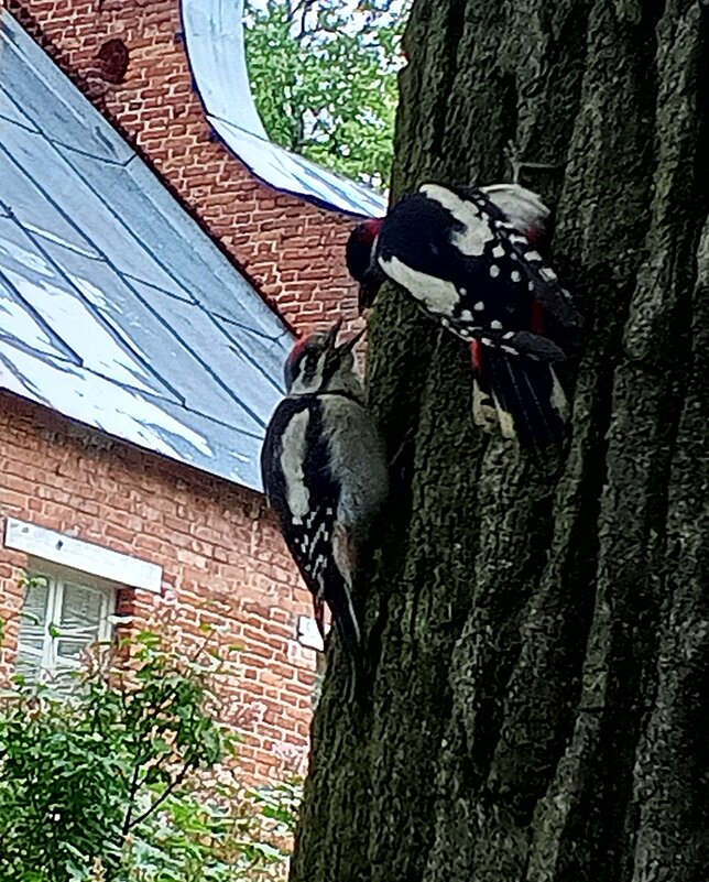 Дятлы - Сапсан 