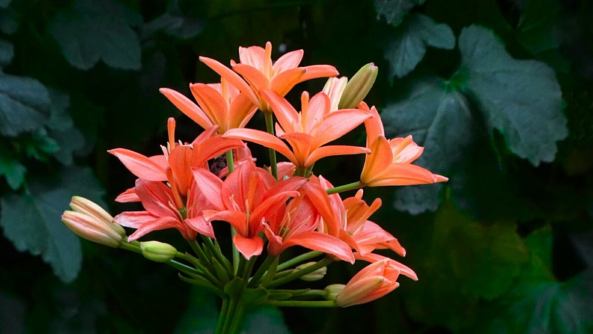 Городские цветы. - Милешкин Владимир Алексеевич 