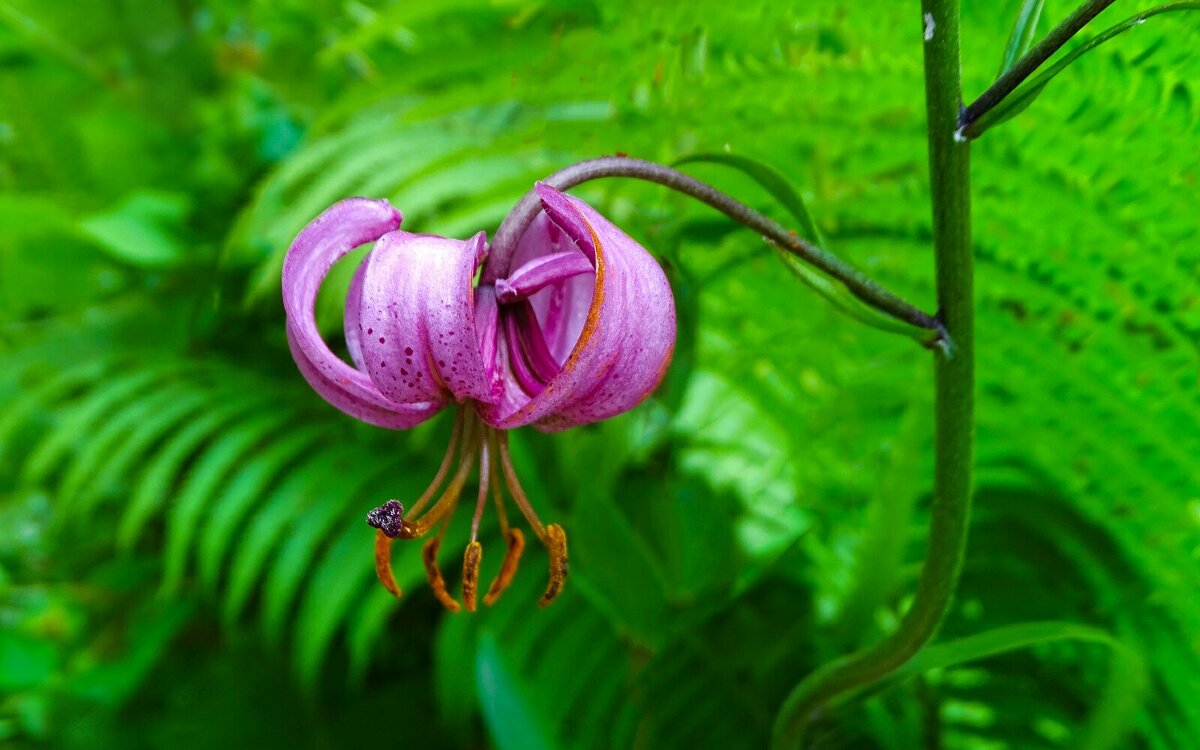 Лилия кудреватая (саранка). - Милешкин Владимир Алексеевич 