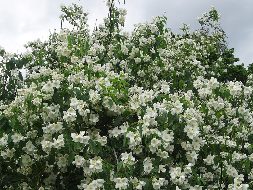 Цветёт чубушник - Лидия Бусурина