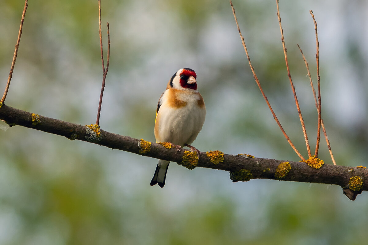 ** - Виталий Емельянов
