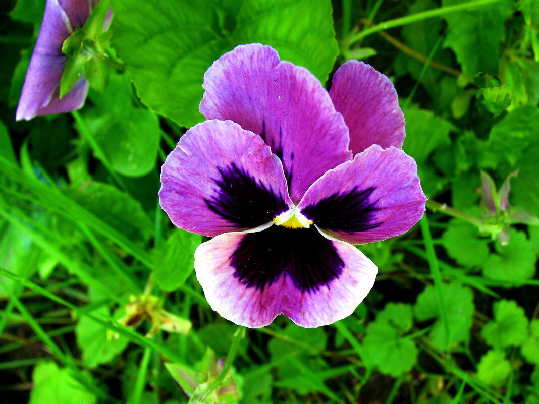 Красавица - Людмила Смородинская