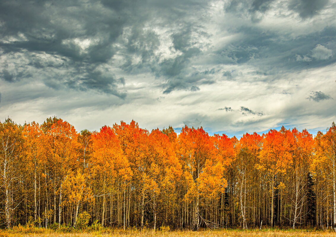 Осинки - александр 