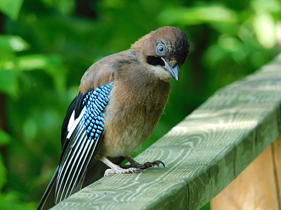 Слеток сойки - Лина 