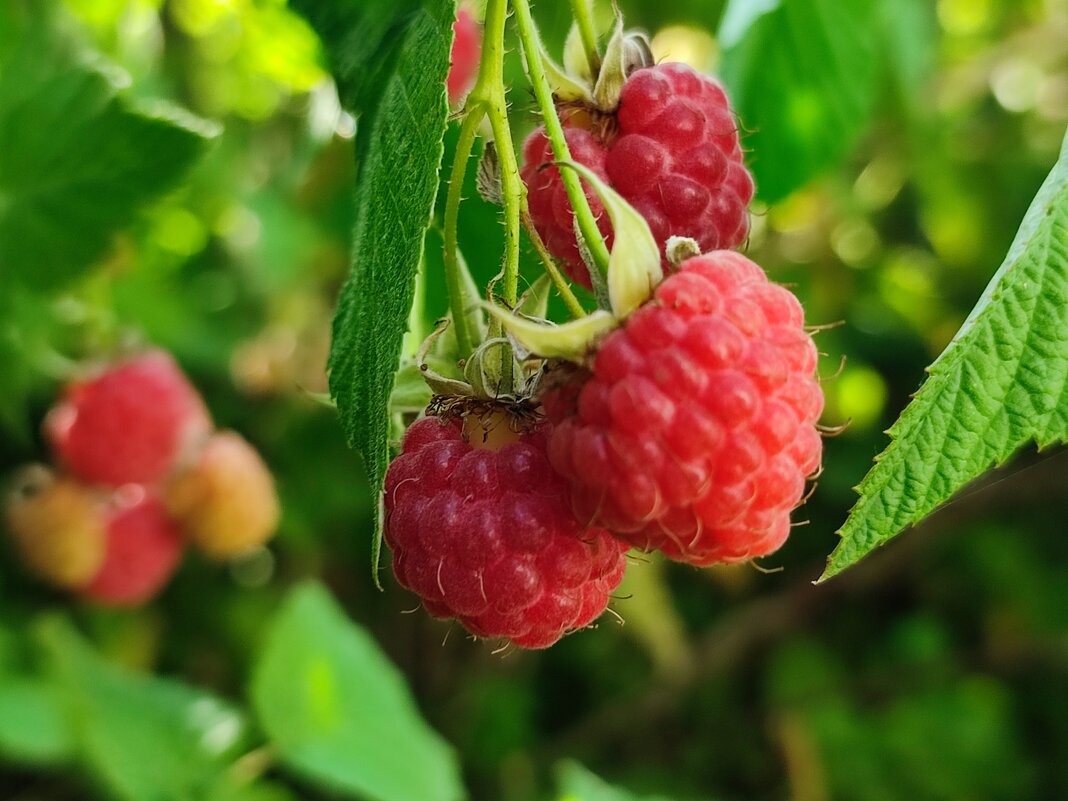 Ягодка малинка...... - Валентина Богатко 