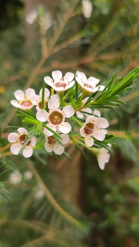 Оранжерейная экзотика. - Ольга 