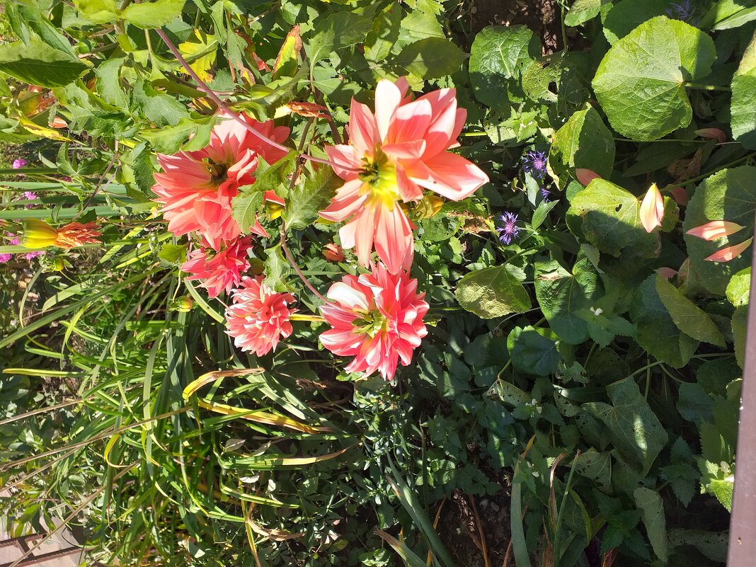 жизнь у подъезда - Галина Флора