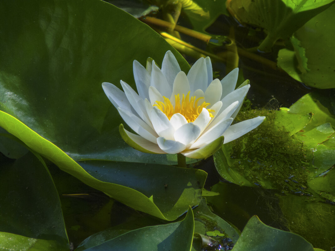 Белоснежная  лилия - Валентин Семчишин