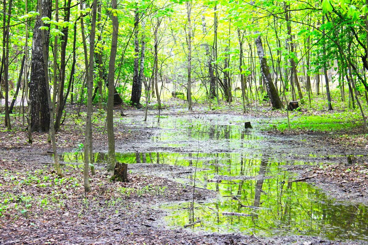 ВЕСЕННЯЯ РАСПУТИЦА В ПАРКЕ - Валентина 