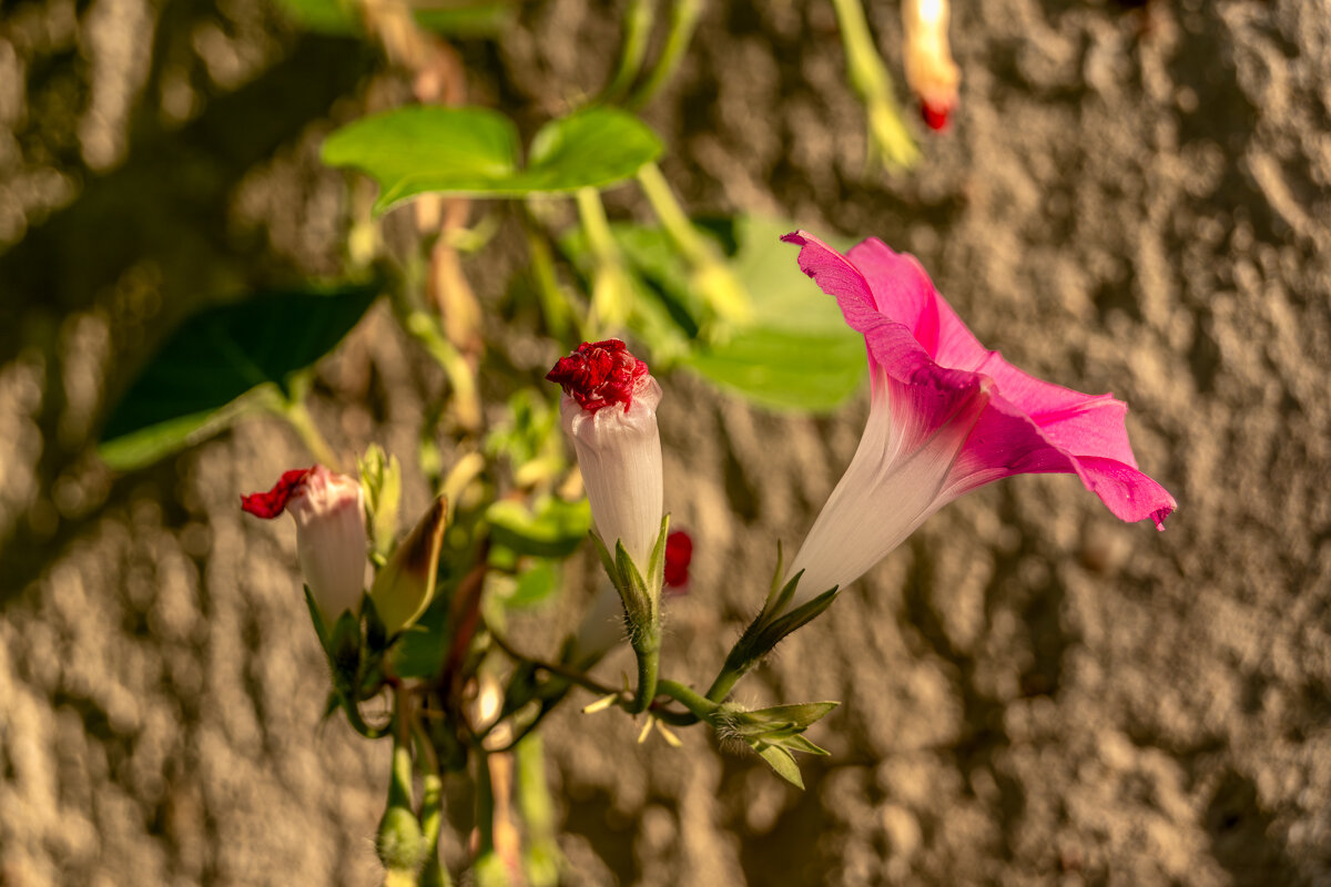 Ипомея - Игорь Сикорский