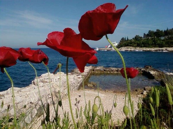 Маки - Натали 