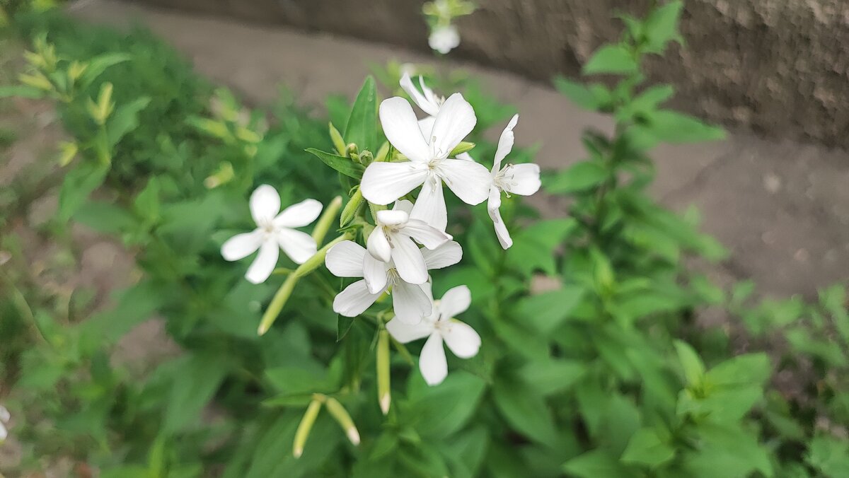 ,,, - Сергей Тимоновский