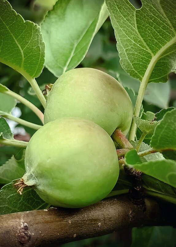 яблочки - Светлана Кузнецова