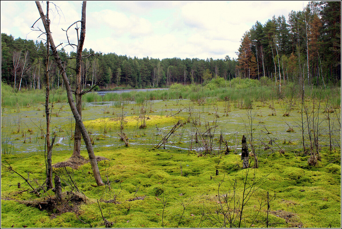 Болото... - Aleksandr Gal Болото... - Aleksandr Gal