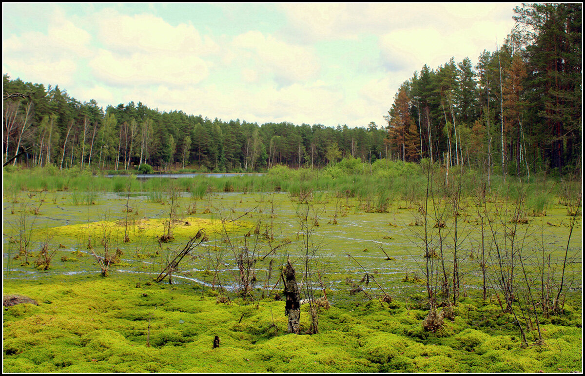 озеро зарастает... - Aleksandr Gal