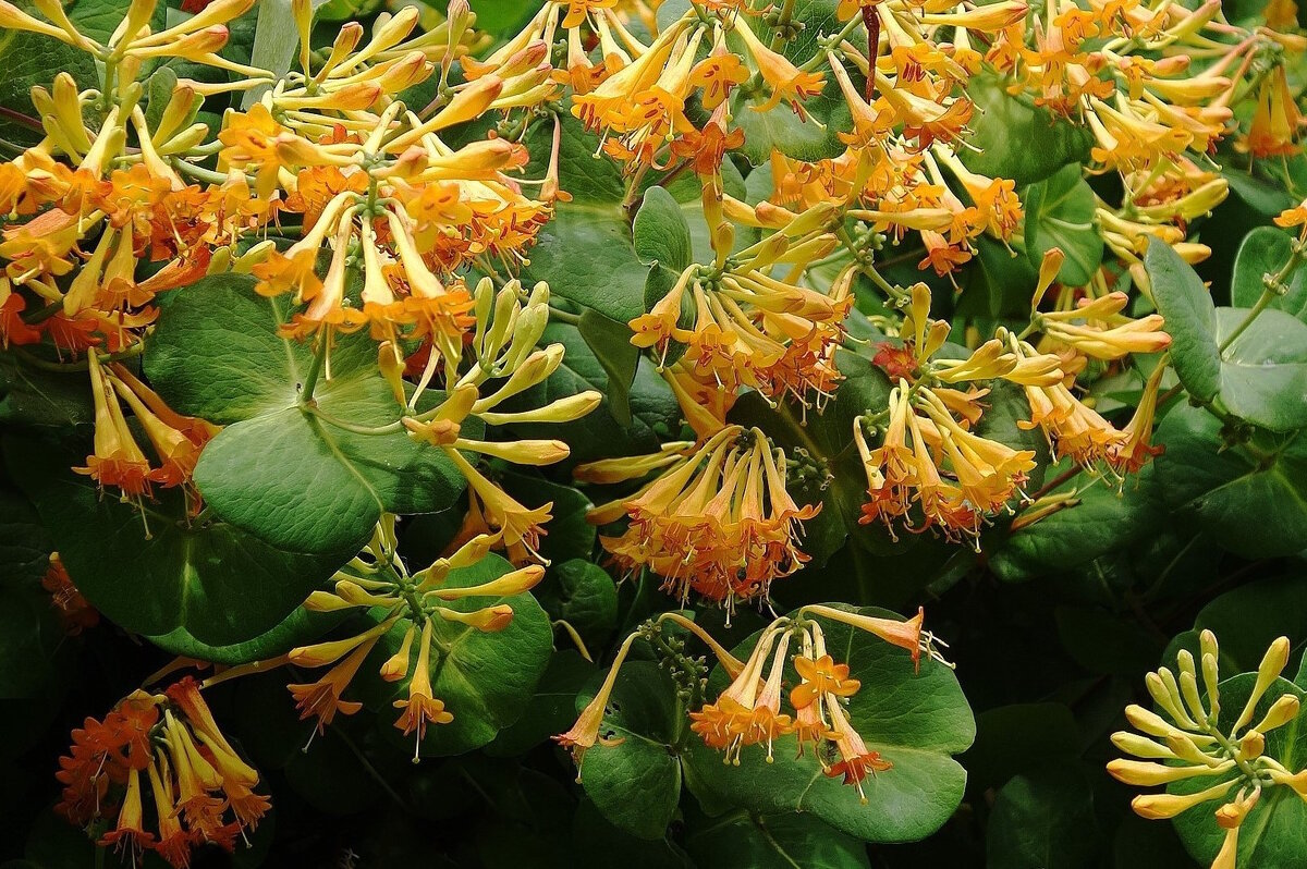 Каприфоль - Рита Симонова