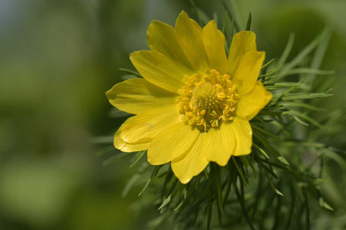 Адонис - Дмитрий Шемонаев