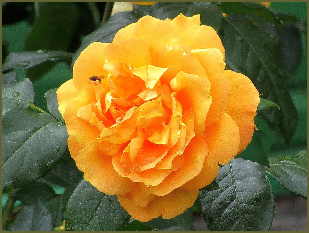 Дарите желтые цветы! - Ольга Довженко